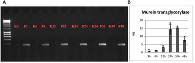 Endophytic non-pathogenic Fusarium oxysporum reorganizes the cell wall in flax seedlings